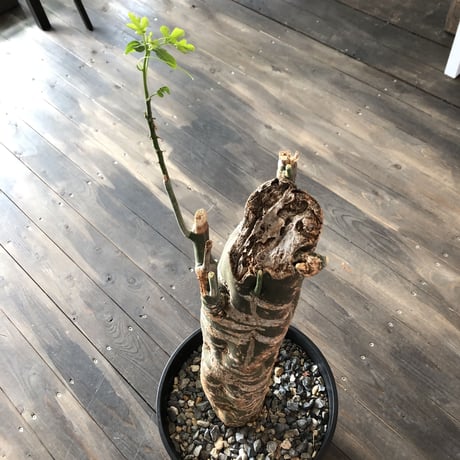 adenia    venenata《XXL size》希少‼︎超大株‼︎