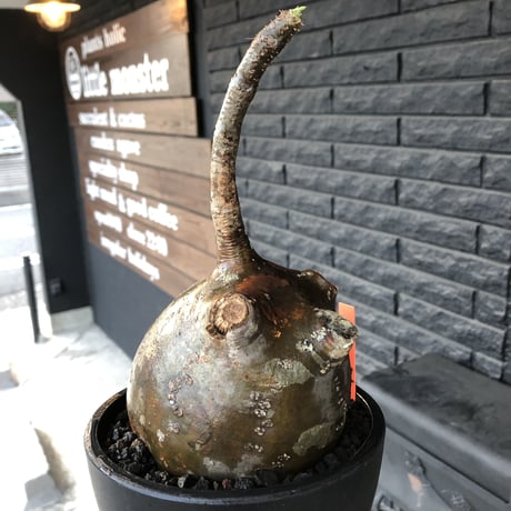 pachypodium  gracilius《L size》迷彩肌※現地球発根済株※迷彩柄に枝折れが故に提灯あんこう見たく堪らぬかわいさ‼︎ぼってり樹形選抜株※mad black bowl pot植え
