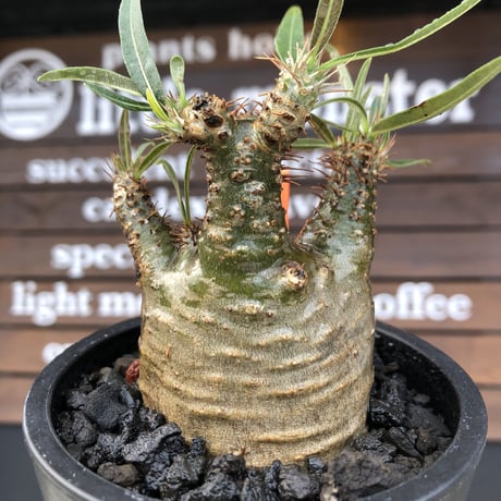 pachypodium  gracilius《大きめS size》激希少‼︎極green肌※現地球発根済株※店主国内管理2年株※手を開いたような良き枝振りな低重心樹形※mad black pot植え