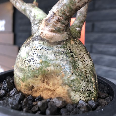 pachypodium gracilius《小さめM size》※希少‼︎green肌※現地球発根後店主国内管理3年株※絶妙な枝振り&樹形balance株※mad black pot植え