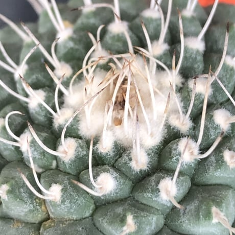 strombocactus 白棘菊水《大きめL size》※激希少‼︎現地球株カキ仔自根大株（自根歴16年）※カキ仔株の為、良きDNAを受け継ぐbig白棘菊水※mad black pot植え