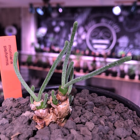 monilaria   pisiformis《SS  size》※現地球発根済株※モニラリア属　（最上位激希少種）※冬型caudex‼︎   ※mad black bowl pot植え
