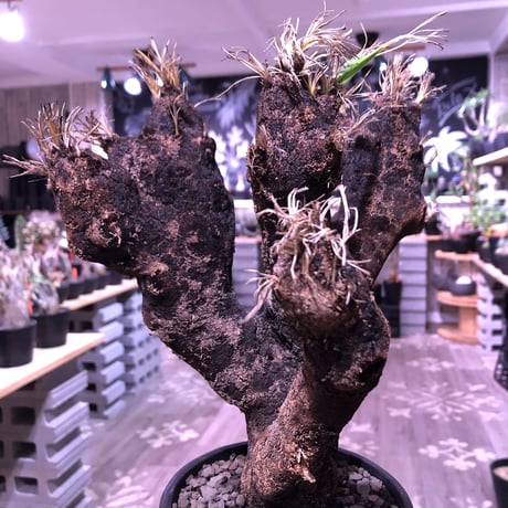 xerophyta  trichophylla《L L  size》※現地球発根芽吹き済※驚愕最強靭株‼︎今回は芽吹き済みのオブジェの様な良き樹形のキセロ※mad black pot植え　※超限定1株