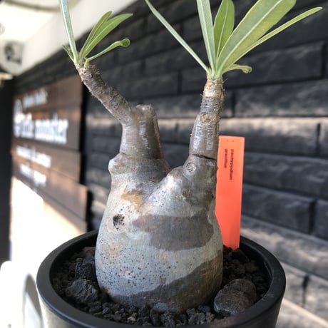 pachypodium gracilius《大きめS size》※現地球発根後店主国内管理2年株※霜降り柄のぼってり株元なバランス良き選抜株※mad black pot植え