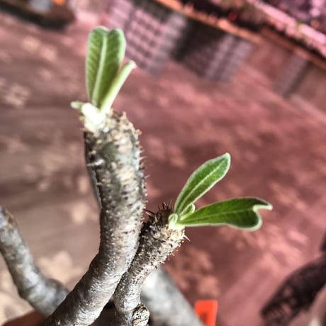 packypodium  gracilius《L  size》※現地球株  発根済み株‼︎  （限定1株）