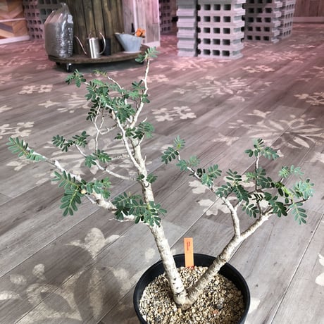 senna  meridionalis《  L L  size》極上のbigセンナ