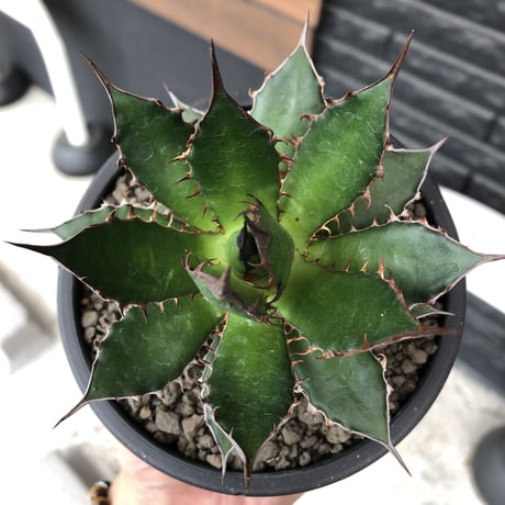 agave  horrida《M size》※発根後店主国内管理1年株※締まり良き手乗りbest sizeなオススメ株※mad black pot植え