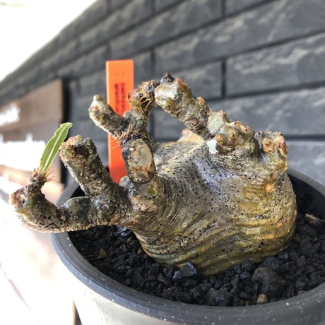 pachypodium gracilius《M size》偏平&短枝良枝振り株※現地球発根後店主国内管理2年株※極めて低重心偏平且つ枝振りも良き一株※mad black pot植え