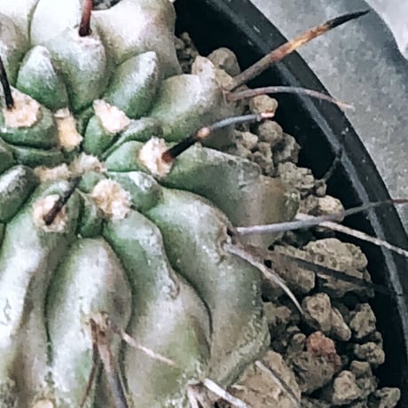 copiapoa cinerea ver.dealbata《M size》※現地球発根後店主国内管理8年株※上質黒士冠‼︎長い黒棘にwild肌質が堪らない※mad black bowl pot植え