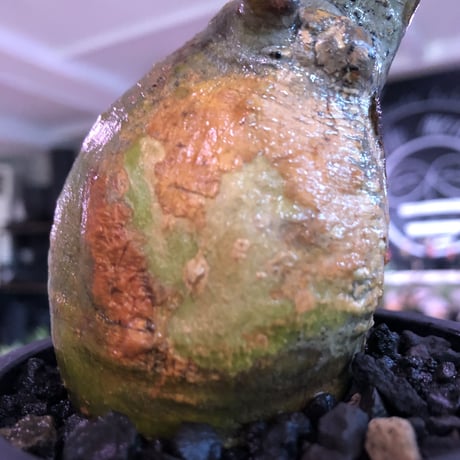 pachypodium  gracilius《小さめM size》一部希少green肌※現地球発根済株※店主国内管理2年株※捻くれ枝を持つ不格好さがかわいい一株※mad black pot植え