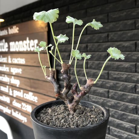 pelargonium  mirabile《大きめS size》※現地球店主国内管理4年株※愛おしく堪らないと感じる冬型の人気者※mad black pot植え