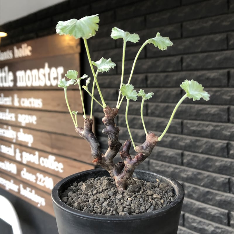 pelargonium mirabile《大きめS size》※現地球店主国内管理4年株
