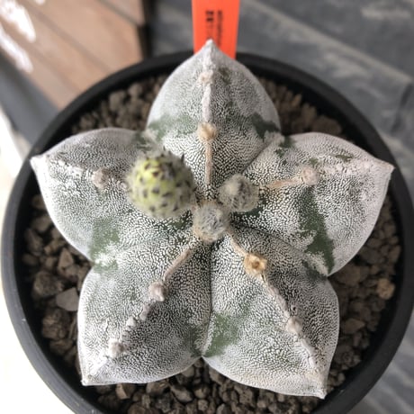 astrophytum 恩塚ランポー玉《L size》※店主国内管理6年株※ビッグサイズ且つ大変美しい白肌が堪らない※mad black bowl pot植え