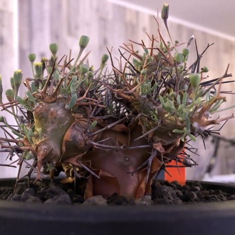 othonna   euphorbioides《M  size》mad black pot植え　極太幹&極美株‼︎  店主管理４年株