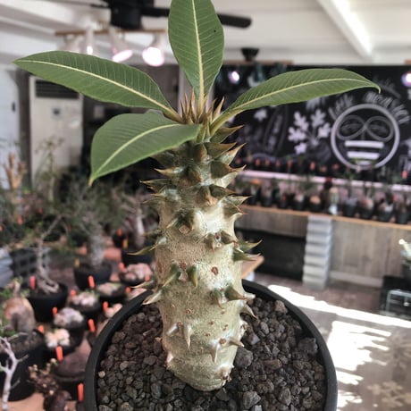 packypodium  baronii《L size》※激希少‼︎現地球発根済株※現地らしい肌質にweight低き極太樹形‼︎将来性抜群balanceも良き一株※mad black pot植え