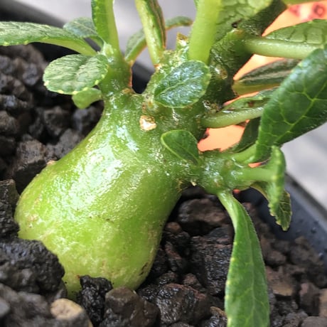 希少‼︎ dorstenia gigas《S size》littmon  seed🌱（実生株）※大変枝振り含め将来へ高期待できる激選抜株‼︎ ※mad black pot植え