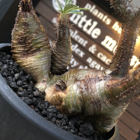pachypodium gracilius 《L size》希少‼︎green肌&極現地焼け3-he'd株※現地球発根後店主国内管理3年株※全てが堪らない低重心3分頭※black bowl pot植え