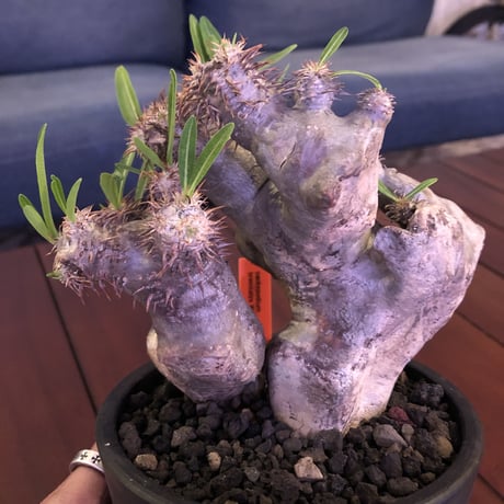 packypodium brevicalyx《M size》正真正銘W-head🌵🌵※発根済み株  littmon激オススメ株‼︎   ※mad  black  pot植え