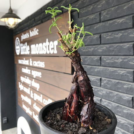 mestoklema  tuberosum《M size》※現地球発根後店主国内管理3年株※仁王立ちなツベローサムらしい樹形‼︎冬季も動く唯一無二な希少灌木※mad black pot植え