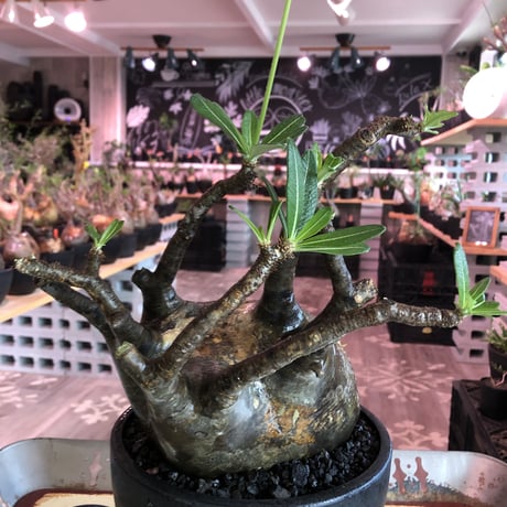 packypodium  gracilius《LL size》※現地球発根済株※店主国内管理8年株※big‼︎全体バランス絶妙樹形なinterior性高き一株※mad black bowl pot植え