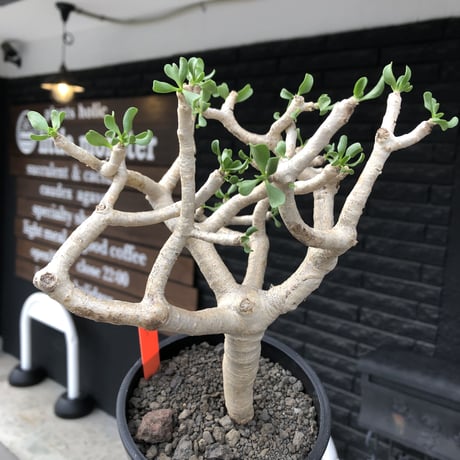 othonna furcata《 L size》極白肌良樹形※現地球発根後店主国内管理5年株※極美白肌且つ丁度良きサイズ感の良樹形株※mad black pot植え