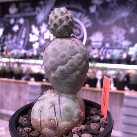 tephrocactus   geometricus《M  size》※優しいcolorに愛くるしい球体美‼︎※mad black pot植え