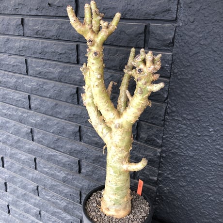 tylecodon  paniculatus《L L size》店主国内管理7年株※唯一無二な極太パニク※激希少big株幅‼︎チレコ最大種の大変オススメ株※mad black bowl pot植え