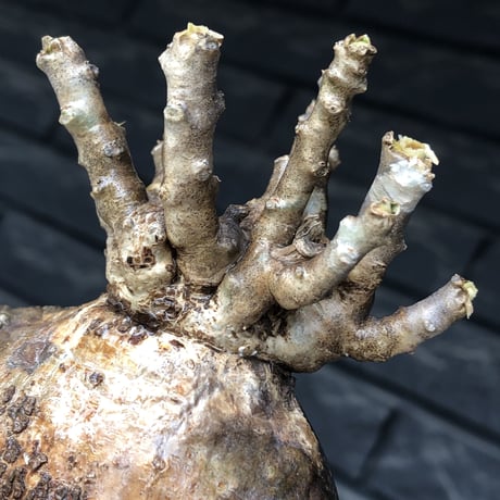 pachypodium bispinosum 《大きめM size》極希少‼︎激エグれ株※現地球発根後店主国内管理5年株※両A面な激しいエグれ生き様強き一株※mad black pot植え
