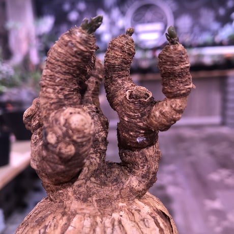 euphorbia   subapoda《M size 》両サイドにある２つの傷が魅力なスバポダ‼︎※限定１株