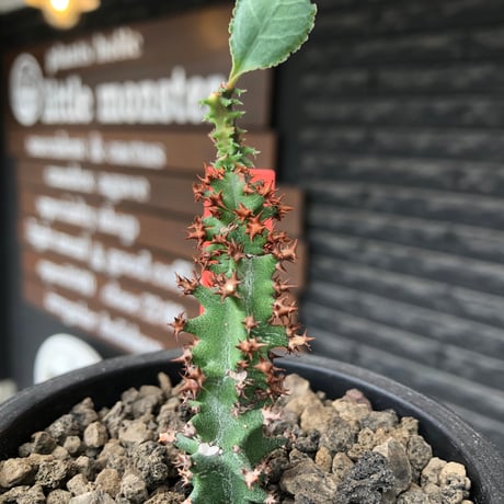 euphorbia magnifica《S size》※現地球株発根済※小振りコンパクトでかわいいながら枝ぶりなど今後の変化も楽しみな一株※black pot植え