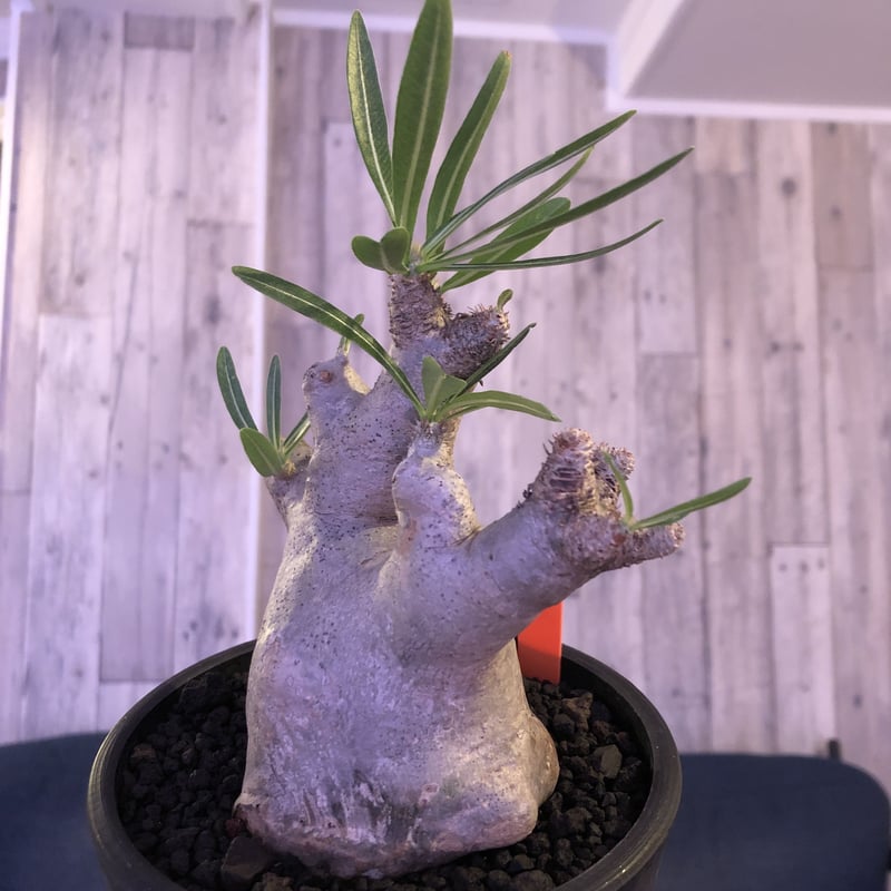 パキポディウム イノピナツム 発根済み 大きめ パキポディウム