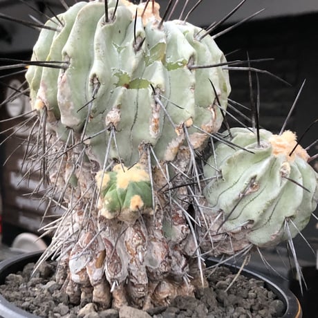 copiapoa cinerea ver.dealbata《L size》※現地球発根後店主国内管理21年株※極上の極みな黒士冠‼︎wild感が堪らない※mad black bowl pot植え