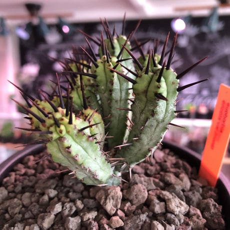 euphorbia enopla《M size》希少‼︎monst株※鋭い黒棘にこの丈ながらwildな躍動感とweightも低く枝振りbalance良きモンスト株※mad black pot植え