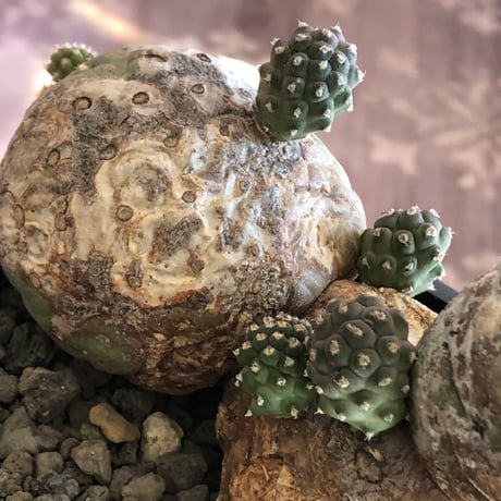 tephrocactus geometricus 《LL size》激希少‼︎※現地球株発根済※実生株＆カキ仔株でないと流通がほぼないため所持率も極めて低き渾身の一株※black bowl pot植え