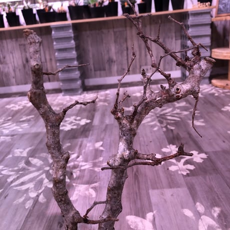 commiphora   monstrosa《 L size》芽吹き&発根済み株！