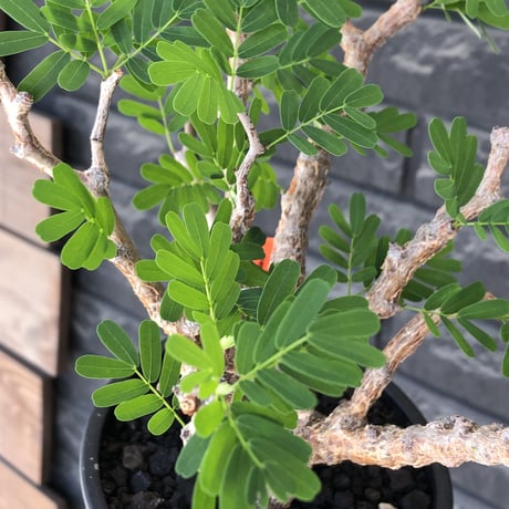 senna  meridionalis《大きめM size》※現地球株発根済※枝振りバランスも最高な一株となり幹のボコボコも強きオススメな一株‼︎※mad black pot植え