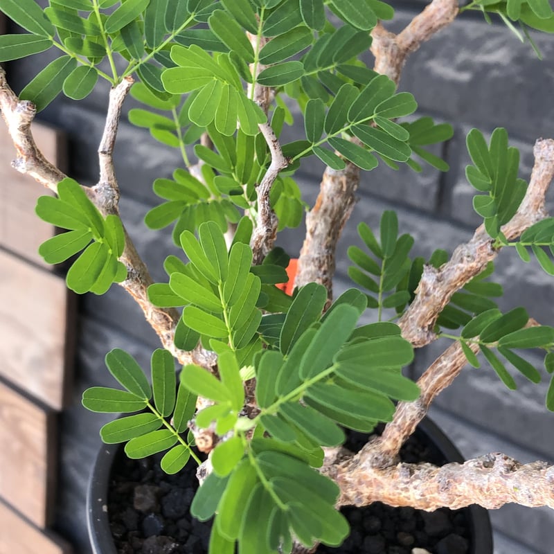 senna meridionalis《大きめM size》※現地球株発根済※枝振りバランスも