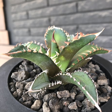 agave titanota redcatweezle 《小さめM size》※現地球発根後店主国内管理1年株※締まりも良くbalanceの取れた赤猫※mad black bowl pot植え
