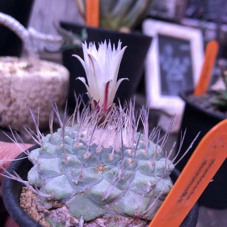 stronbo cactus  菊水（M size）