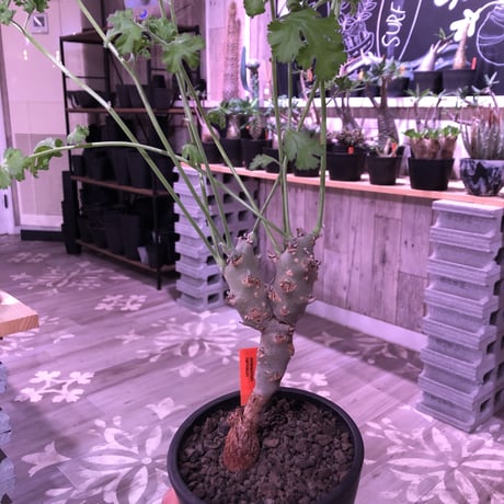 pelargonium   carnosum《M size》冬型caudex ※大変綺麗な肌を持つ極美株‼︎