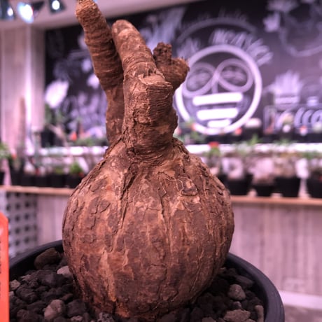 euphorbia   subapoda《M size 》特化した極美！球体スバポダ‼︎※mad black pot植え
