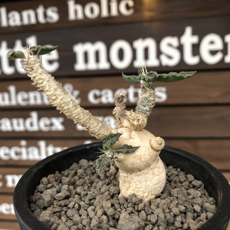 euphorbia tulearensis《 M size》※現地球発根後店主国内管理3年株※驚愕‼︎希少性激高塊根ユーフォルビア‼︎balance良き一株※mad black pot植え