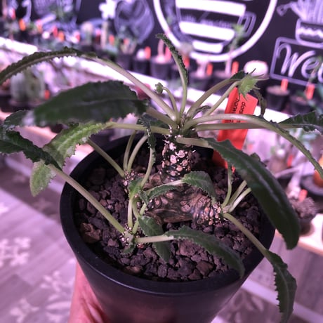 dorstenia  horwoodii  《M size》※良き分岐balance‼︎  ※mad black pot植え