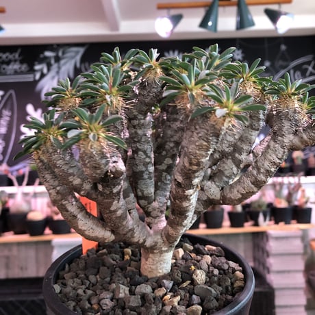 euphorbia  guillauminiana《L size》※現地球発根済株※細枝多数のwildさ繊細さ＆美しさの二面性持つ現地球株らしさ全開株※mad black pot植え