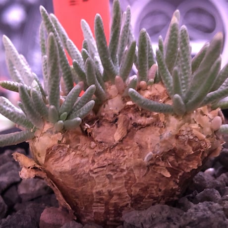 avonia   alstonii《大きめM size》※大きめ塊根の葉のしなやかさと愛くるしさ満点な堪らない冬の人気者‼︎※ mad black pot植え