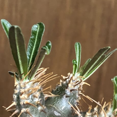 pachypodium gracilius《大きめS size》希少green肌※現地球発根後店主国内管理2年株※グリーン肌のかわいい手乗りグラキ※mad black pot植え