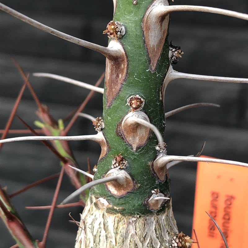 fouquieria purpusii《L size》激希少大株‼︎※現地球発根済株※店主国