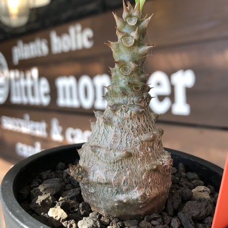 pachypodium windsorii《M size》※選抜littmon seed🌱※weight低き極ぼってり株元な良樹形※mad black pot植え