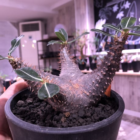 packypodium    cactipes《M size》発根済み株‼︎ 男前 blackカクチ‼︎