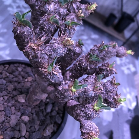 euphorbia     gullaumniana《M size》